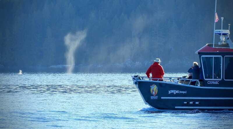Vancouver Island: Spring Bears and Whales Full-Day Tour - Price and Value at $338: What You’re Actually Buying