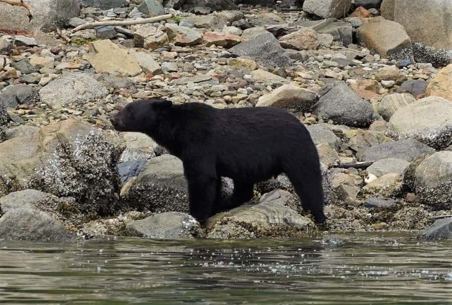 Vancouver Island: Spring Bears and Whales Full-Day Tour - A 7-Hour Day from Campbell River: How the Timing Works