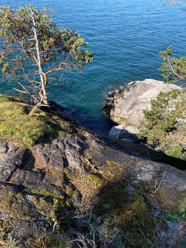 Vancouver: Lighthouse Park Hike - Your 6 km walk: an easy trail that still delivers views