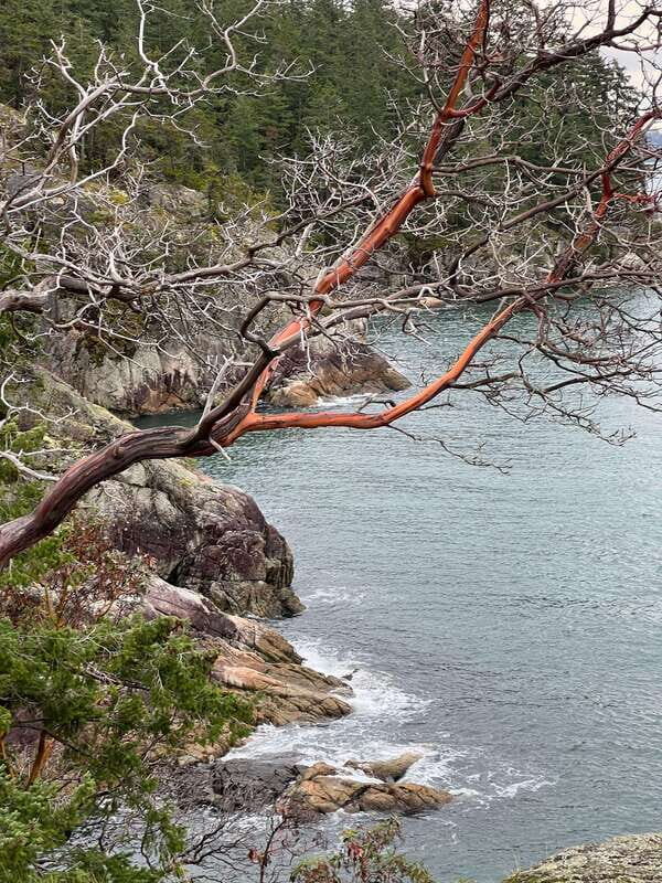 Vancouver: Lighthouse Park Hike - What’s included (and what you’ll pay for elsewhere)