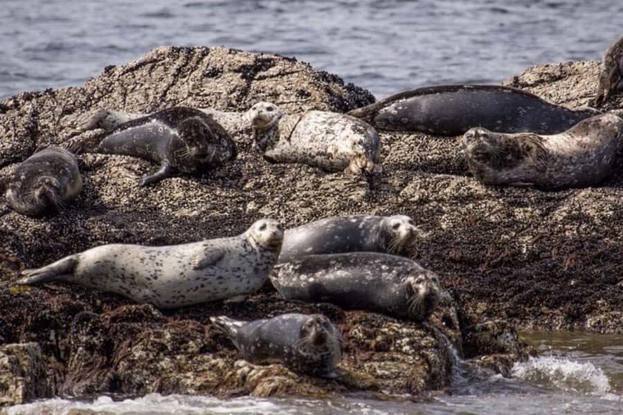 Vancouver: Morning Kayak & Seal Cruise - Key things I’d pay attention to