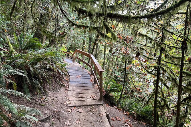 Vancouver Rainforest Hike with Waterfalls, Suspension Bridge, Old Growth Forest - Price and value: what $58.56 buys you