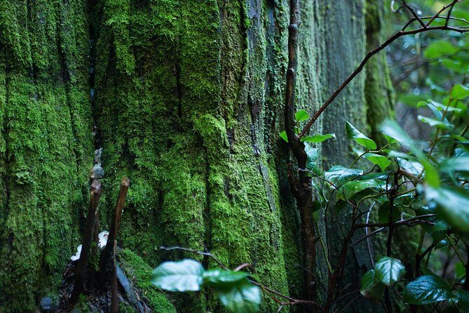 Vancouver Secrets of Stanley Park Walking Tour - The guide experience: strong narration, humor, and group control