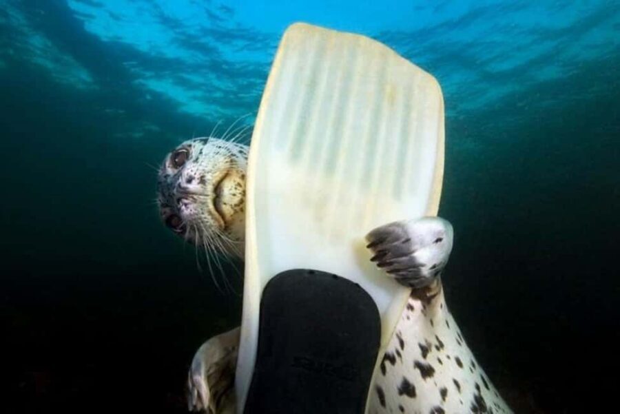 Vancouver: Snorkel, Kayak, and Seal Adventure Boat Tour - Snorkeling at the first seal habitat: how the time works