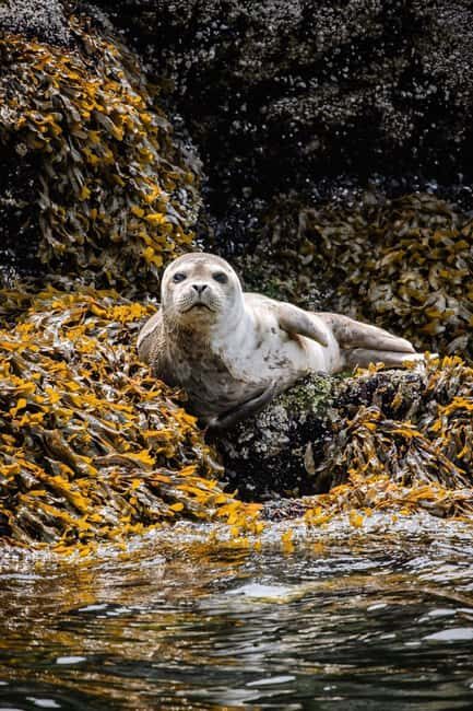 Vancouver: Snorkel, Kayak, and Seal Adventure Boat Tour - Should you book the Vancouver snorkel and seal kayak adventure?