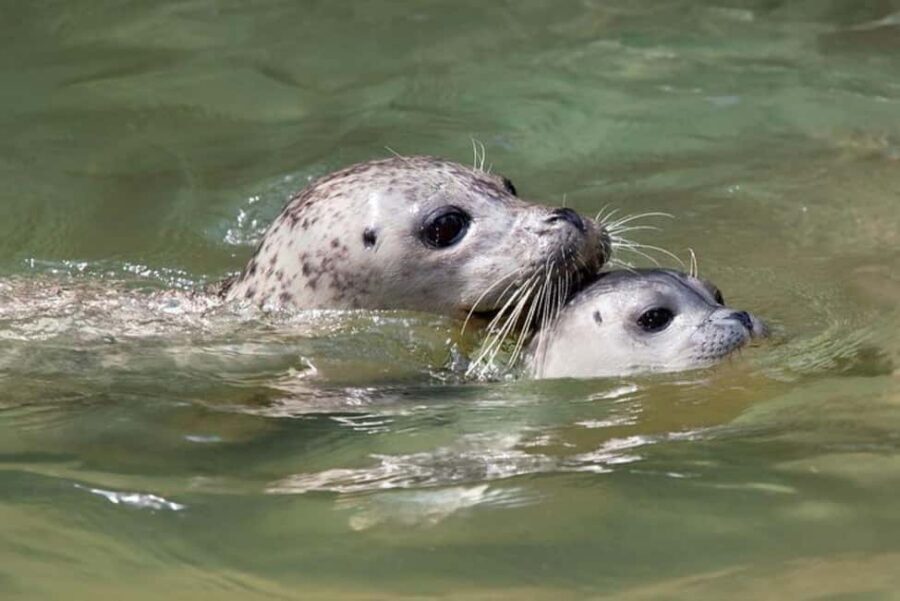 Vancouver: Snorkel, Kayak, and Seal Adventure Boat Tour - The boat ride to Howe Sound and Pam Rocks: the real setting