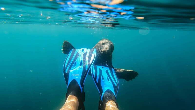 Vancouver: Snorkeling Seals Kayaking Scenic Boat Tour - Kayaking or Paddleboarding Around Beautiful Islands: Slower, Smarter, Better Photos