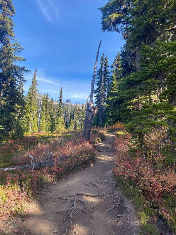 Vancouver/Squamish: Garibaldi Park Panorama Ridge Hike - Wildlife and “don’t get complacent” hiking habits