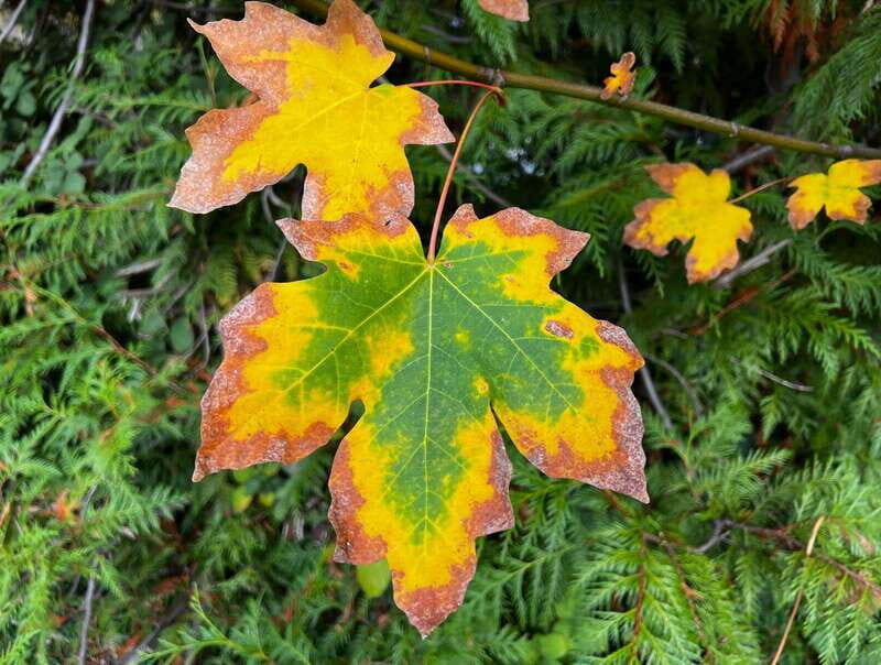 Vancouver: Stanley Park Talking Trees Tour - What to bring: comfortable shoes and weather-ready layers