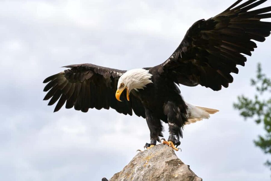 Vancouver UNESCO Biosphere Reserve Wildlife Scenic Boat Tour - Wildlife Viewing: Your Best Chances for Whales, Orcas, and Seals