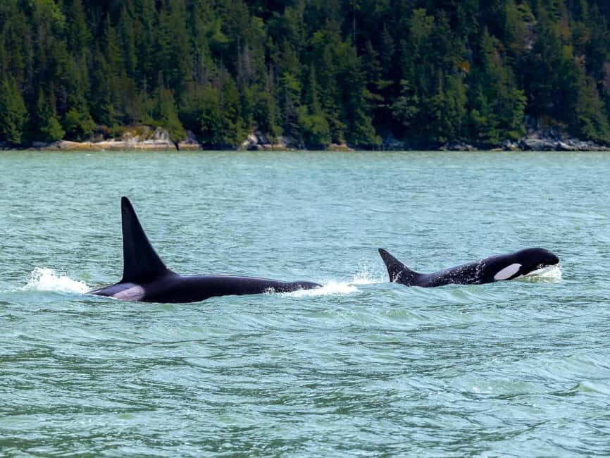 Vancouver UNESCO Biosphere Reserve Wildlife Scenic Boat Tour - The Scenic Part: Rugged Coastlines, Forested Slopes, and Mountain Views