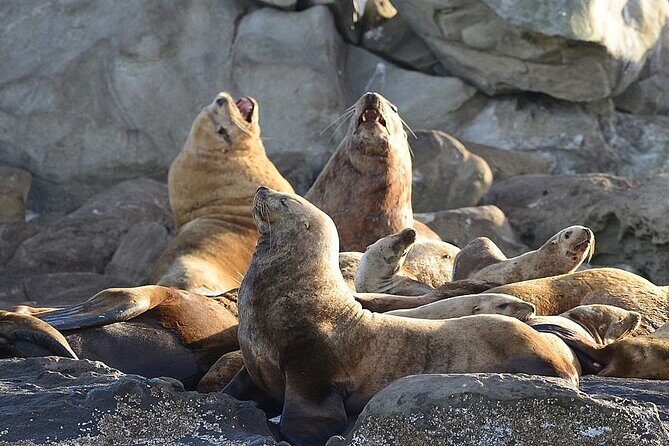 Vancouver UNESCO Biosphere Reserve Wildlife Scenic Boat Tour - Group Size and the Small-Boat Feel (Max 10)