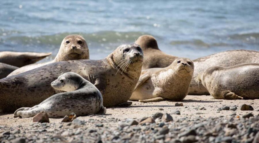 Vancouver UNESCO Biosphere Reserve Wildlife Scenic Boat Tour - From West Vancouver to Howe Sound: The 4:00 pm Timing Works
