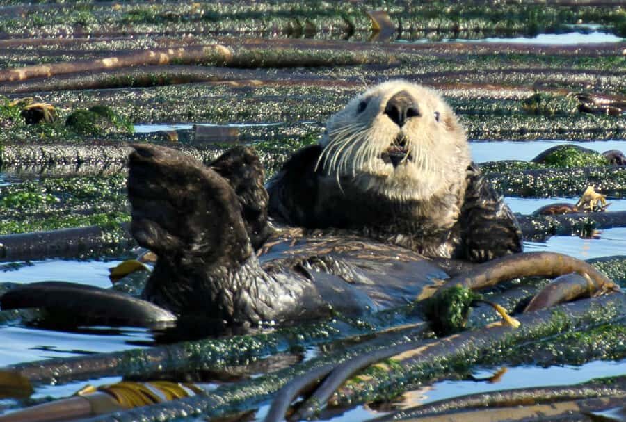 Vancouver: Victoria Day Trip by Seaplane and Whale Watching - Who Should Book This (and Who Might Not Love It)