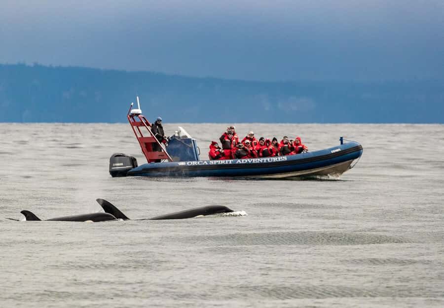 Vancouver: Victoria Day Trip by Seaplane and Whale Watching - Practical Notes That Save Stress on Tour Day