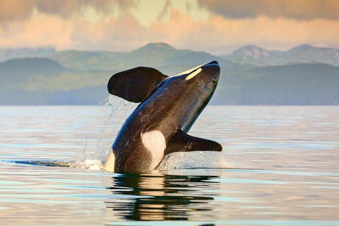 Vancouver-Victoria Day Trip by Seaplane + Whale Watching by Boat - Stop 1: Harbour Air check-in and what to do before the plane doors close
