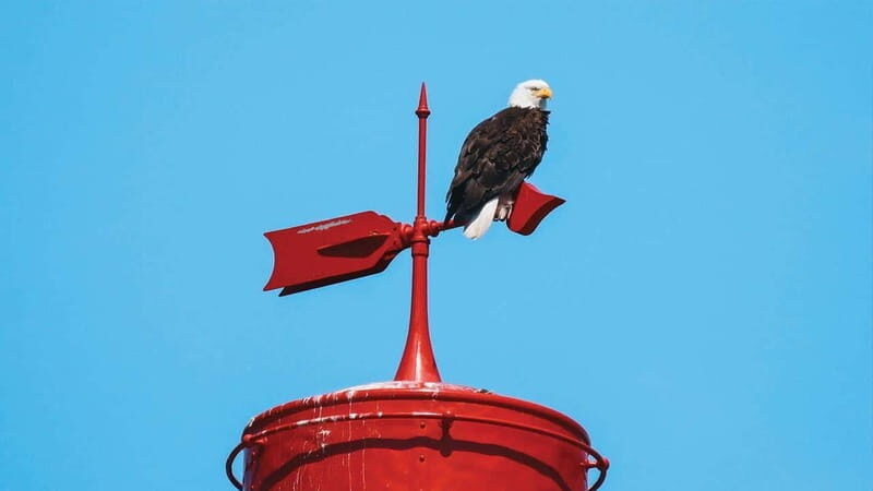 Vancouver: Waterfront Sightseeing Tour - City and Nature - Why a Rigid Inflatable Boat Beats a Standard Waterfront Tour