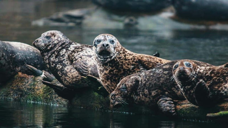 Vancouver: Waterfront Sightseeing Tour - City and Nature - Price and Value: Is $80 Worth 90 Minutes on the Water?