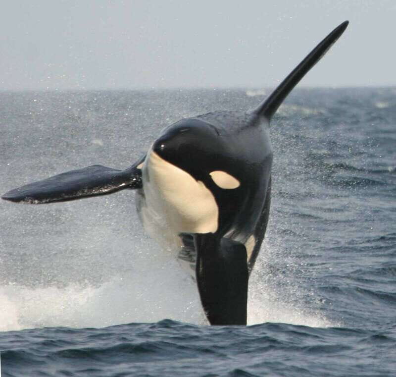 Vancouver Whale Watching Safari - Key Things to Know Before You Go