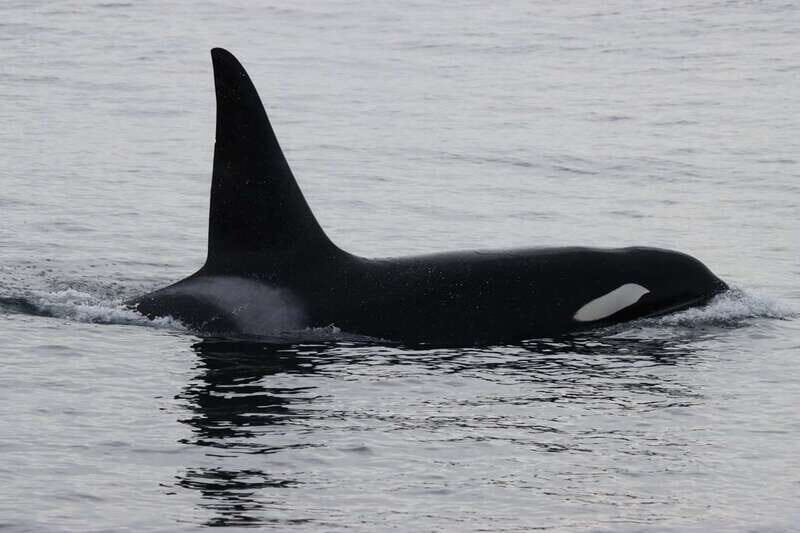 Vancouver Whale Watching Safari - Who This Tour Fits (and Who Should Skip It)