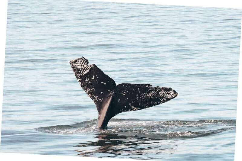 Vancouver Whale Watching Safari - Why This Vancouver Whale Watching Safari Feels Like Real Coastal Adventure