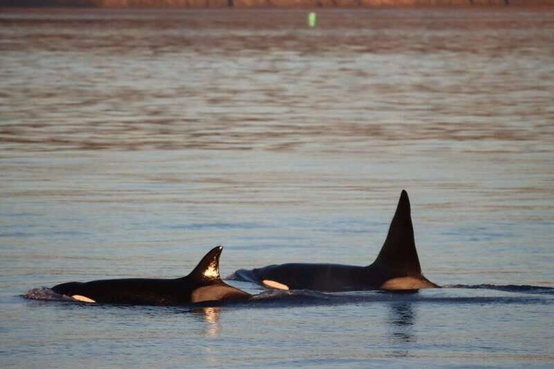 Vancouver Whale Watching Safari - Pickup From Vancouver: Timed for the Best Light (and Your Sanity)
