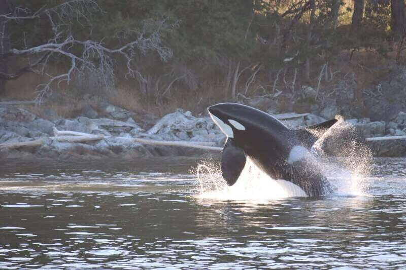 Vancouver Whale Watching Safari - On the Water: The Killer Whale Search That Actually Keeps You Engaged