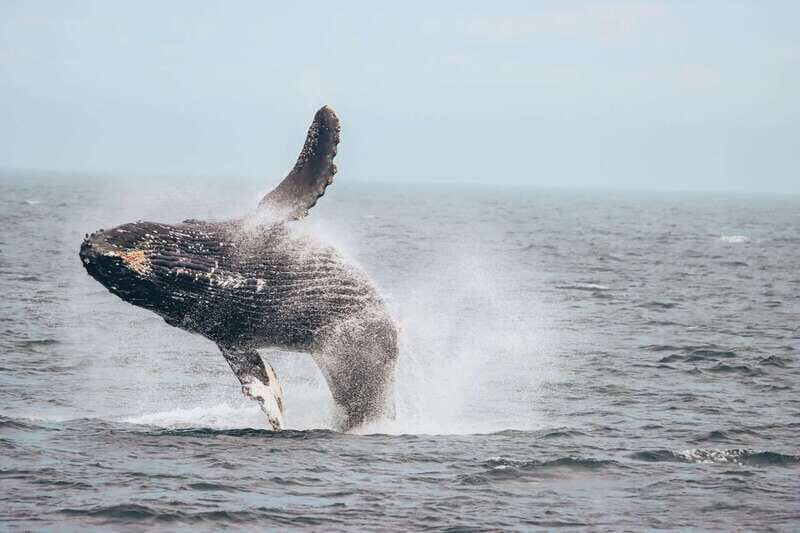Vancouver Whale Watching Safari - What You Might See Besides Killer Whales