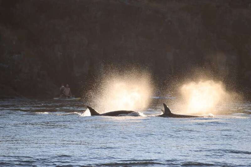 Vancouver Whale Watching Safari - Comfort on a Covered Speedboat: Small Details That Add Up