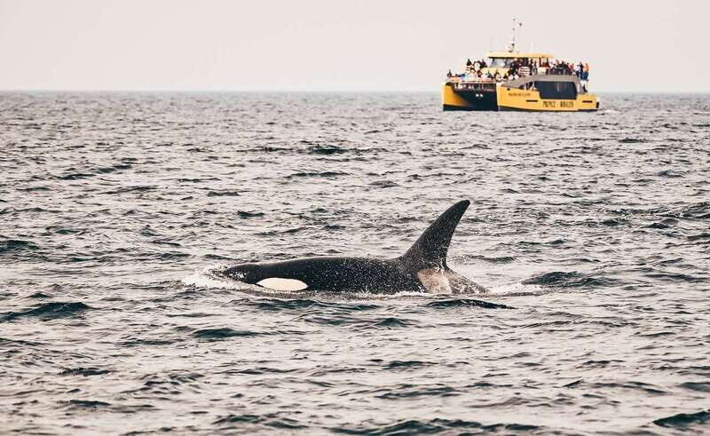 Vancouver Whale Watching Safari - The Naturalist Commentary: Why Understanding Makes the Sighting Better
