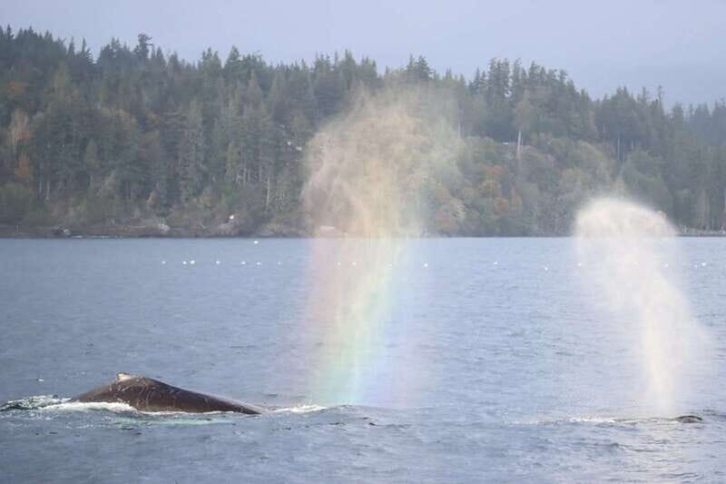 Vancouver Whale Watching Safari - Granville Island Finish: A Smart Way to End a Sea Day