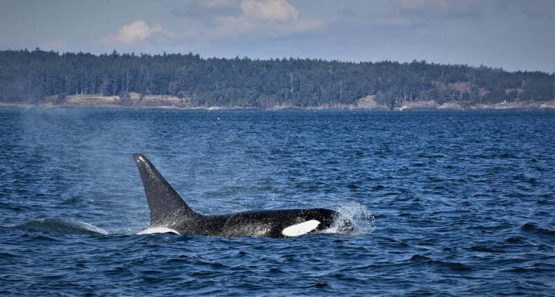 Vancouver Whale Watching Safari - Price and Value: What $316 Gets You in Real Terms