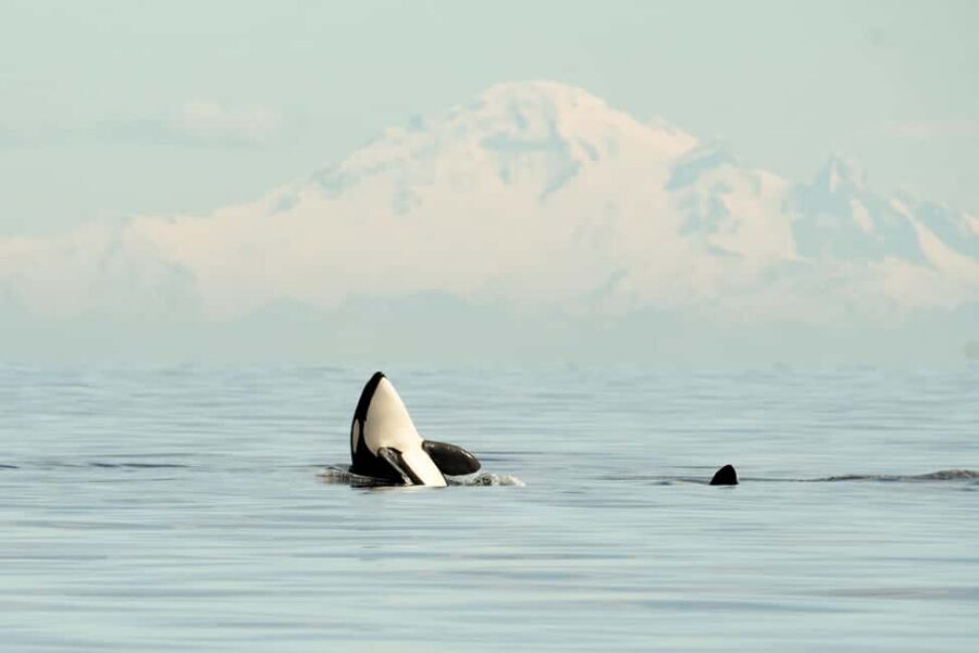 Vancouver: Zodiac Whale Watching Tour from Granville Island - Key Highlights You’ll Care About