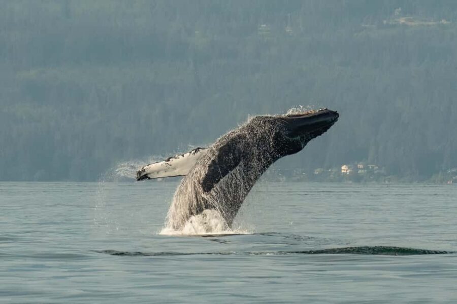 Vancouver: Zodiac Whale Watching Tour from Granville Island - Granville Island Check-In and the 45-Minute Safety Briefing