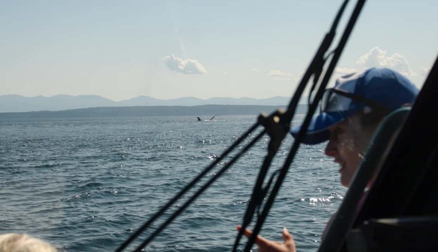 Vancouver: Zodiac Whale Watching Tour from Granville Island - Wildlife Viewing Rules: How You Get Close Without Acting Like One