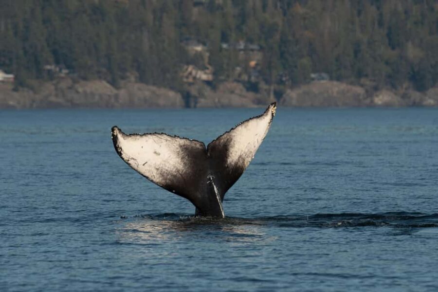 Vancouver: Zodiac Whale Watching Tour from Granville Island - Marine Naturalist Time: What the Ecosystem Lessons Actually Add
