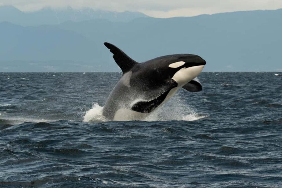 Vancouver: Zodiac Whale Watching Tour from Granville Island - Your Itinerary in Real Life: From Safety Briefing to Four Hours of Open-Water Watching