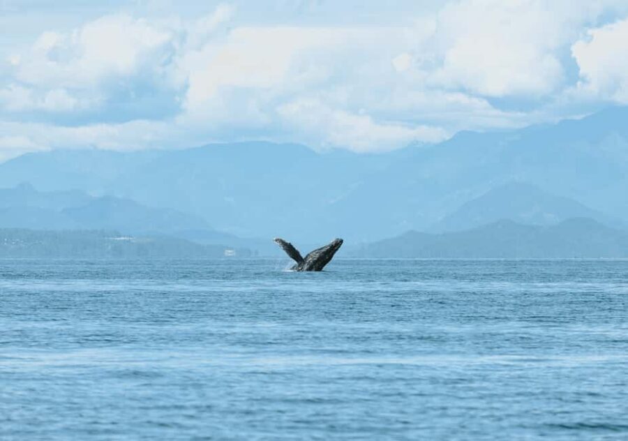 Vancouver: Zodiac Whale Watching Tour from Granville Island - Who Should Book (and Who Should Skip This Style of Ride)