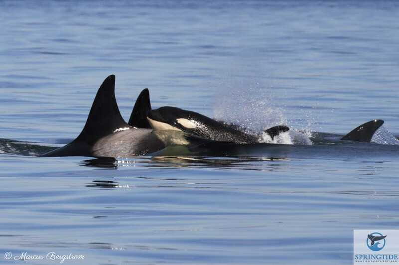 Victoria: 3-Hour Whale Watching Tour - Hot Drinks, Photo Package, and a Crew That Actually Hosts