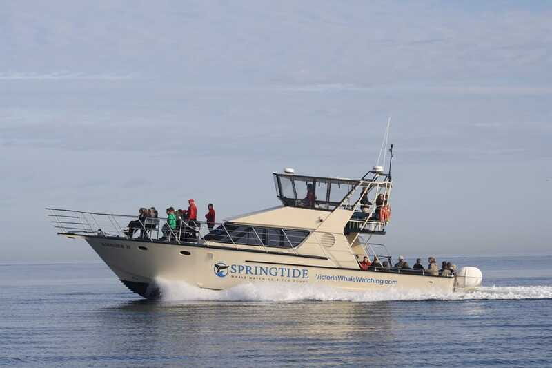 Victoria: 3-Hour Whale Watching Tour - Meeting Logistics That Actually Matter: Parking, Layers, Shoes