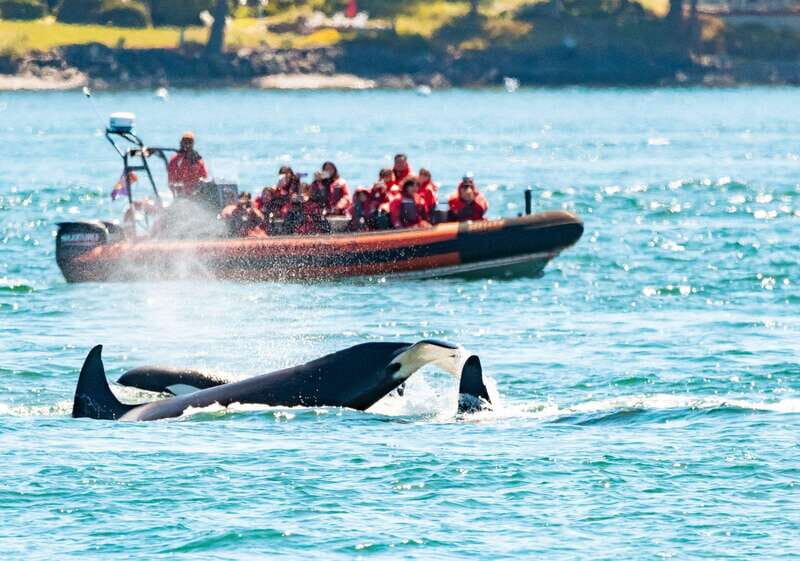 Victoria: 3-Hour Zodiac Whale-Watching Tour - Key highlights you will feel fast