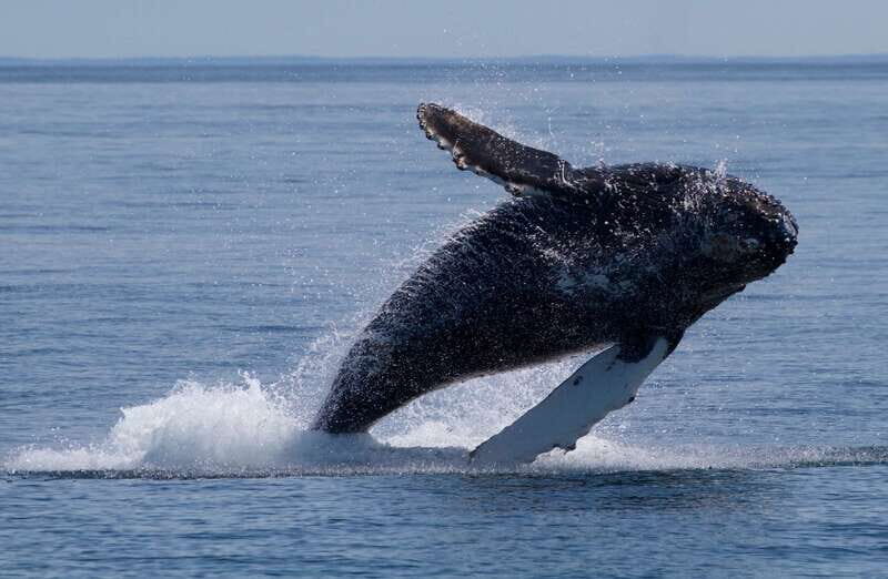 Victoria, BC: 3-Hour Ultimate Whale & Marine Wildlife Tour - Key highlights worth planning around