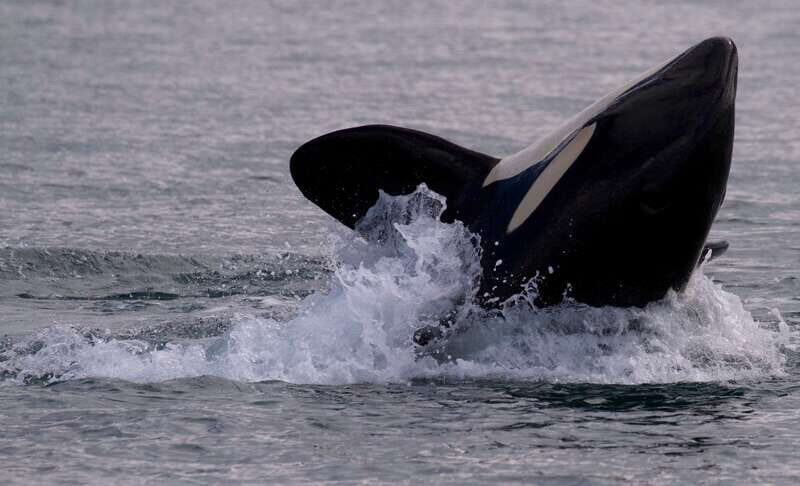Victoria, BC: 3-Hour Ultimate Whale & Marine Wildlife Tour - Your ride out of Victoria: where you meet and how comfort works