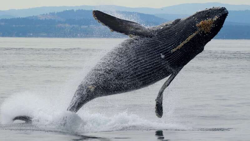 Victoria, BC: 3-Hour Ultimate Whale & Marine Wildlife Tour - Marine biologists on board: what you’ll learn beyond spotting