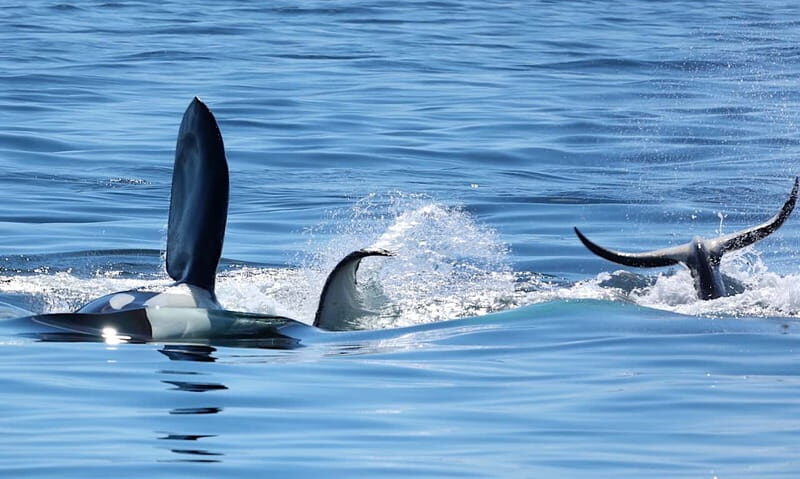 Victoria, BC: 3-Hour Ultimate Whale & Marine Wildlife Tour - Price and value: is $125 fair for this experience?