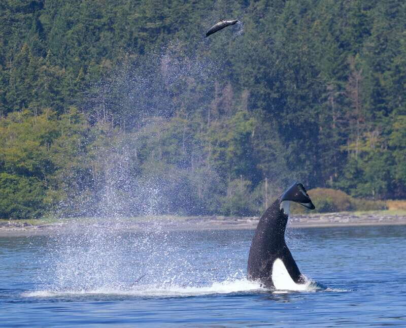 Victoria, BC: 3-Hour Ultimate Whale & Marine Wildlife Tour - Should you book this Victoria whale and marine wildlife tour?