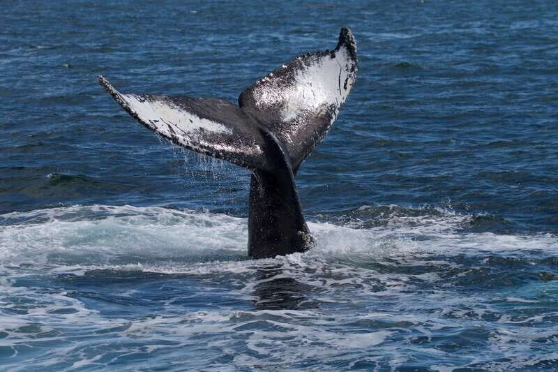 Victoria, BC: 3-Hour Ultimate Whale & Marine Wildlife Tour - FAQ