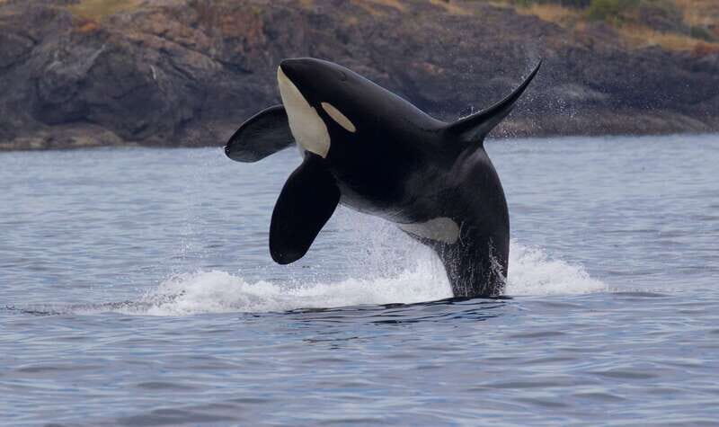 Victoria, BC: 3-Hour Ultimate Whale & Marine Wildlife Tour - The 3-hour whale search: how the time is actually spent