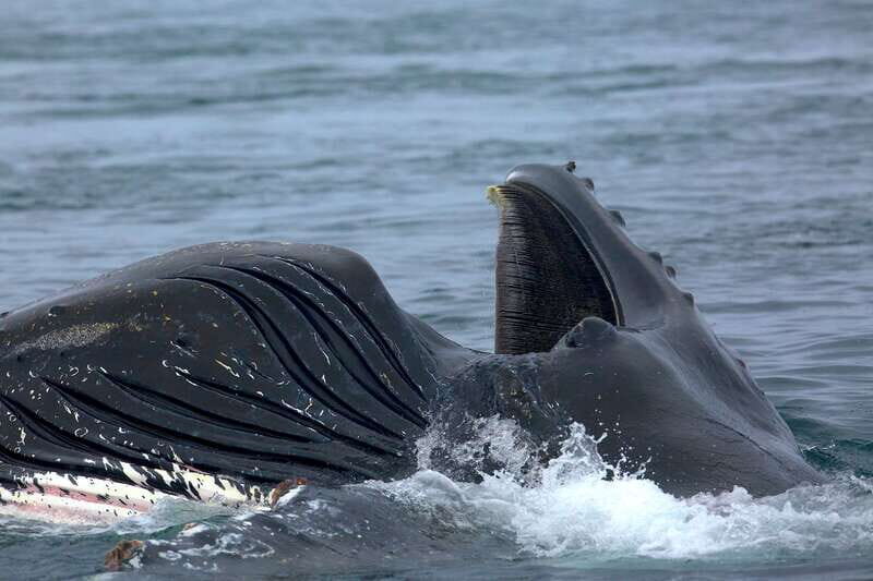 Victoria BC: 3-Hour Whale Watching Expedition - Should You Book the Victoria BC 3-Hour Whale Watching Expedition?