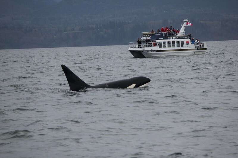Victoria BC: 3-Hour Whale Watching Expedition - The Ride: A 40-Passenger Catamaran Built for Views (Inside and Out)